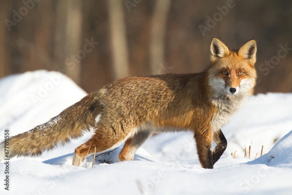 Fototapeta Fox Vulpes vulpes in autumn scenery, Poland Europe, animal walking among autumn meadow