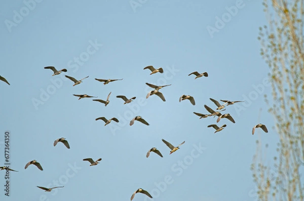 Fototapeta Black-crowned Night Heron (Nycticorax nycticorax) flying in the sky.