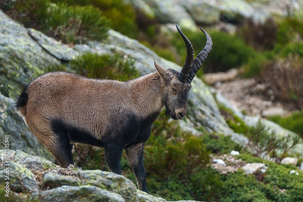 Fototapeta mountain goat on a mountain