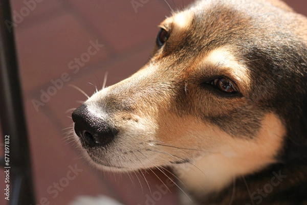 Fototapeta portrait of a dog