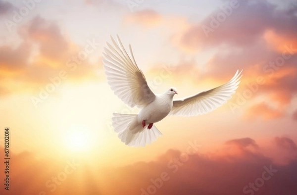 Fototapeta white dove flying in the sky.