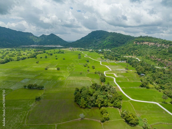 Fototapeta Rice fields Ta Pa in An Giang in southern Vietnam