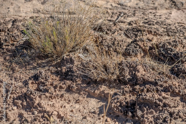 Fototapeta Fascinating biotic crust in an arid environment