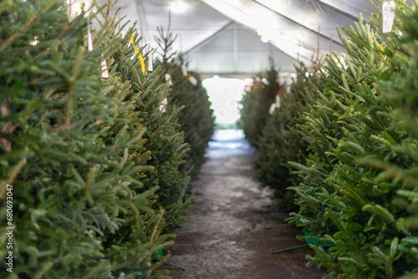 Fototapeta Traditional evergreen Christmas trees displayed for sale at a market. The rows of trees for sale on the farm have been harvested or cut for the Christmas season. The lush green fir trees are thick.