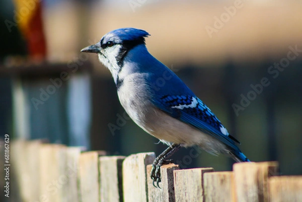 Fototapeta blue jay on a wooden fence