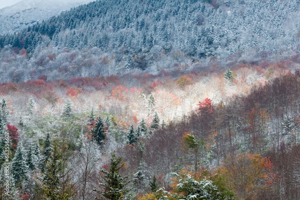 Fototapeta Fall and Winter come together in Pisgah National Forest in North Carolina