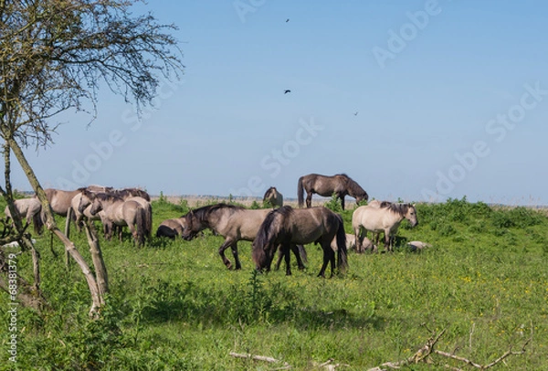 Fototapeta Goup of Konik horses