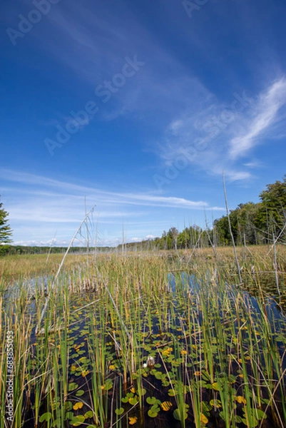 Fototapeta A marsh that is an extension of a small lake in Ontario.