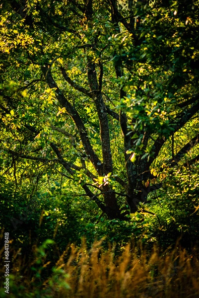 Fototapeta Summer morning in the forest . Green forest . Misty forest . Sun over the forest . Fog in forest . Misty weather . 