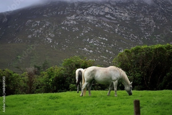 Obraz Grazing in Connemara