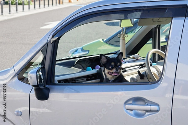 Fototapeta 駐車場で愛車から顔を出す黒い犬