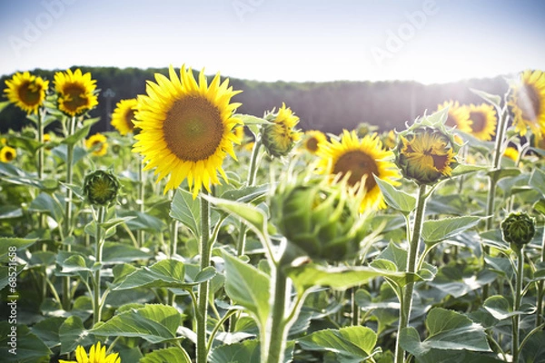 Fototapeta Sunflowers field