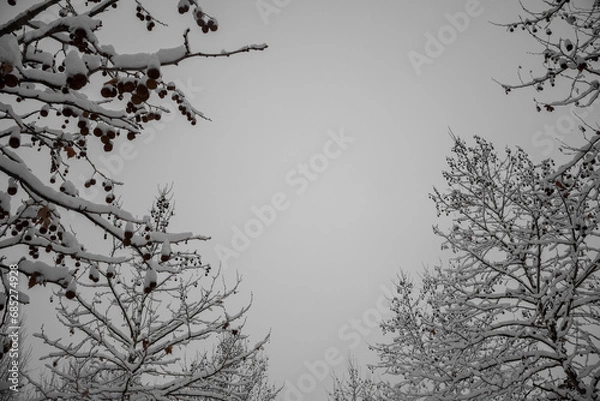 Fototapeta Snow Trees