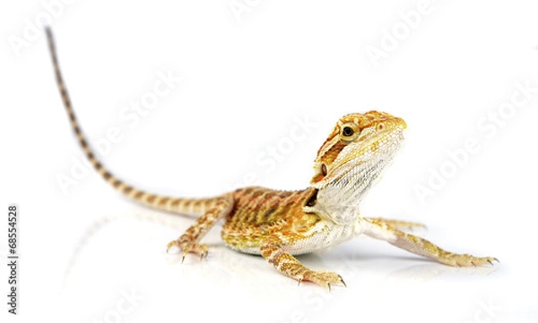 Fototapeta Bearded Dragon