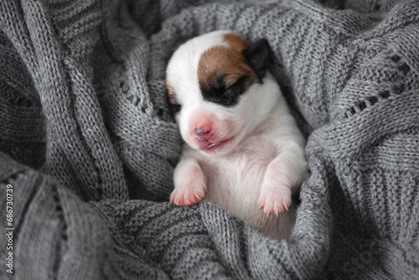 Fototapeta Newborn Puppy is lying on white blanket