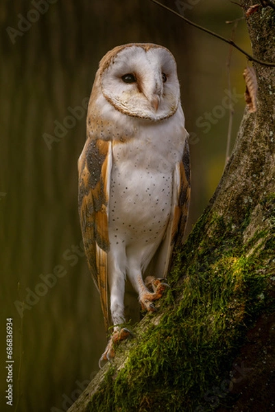 Fototapeta A barn owl sits on a moss-covered trunk in the autumn forest