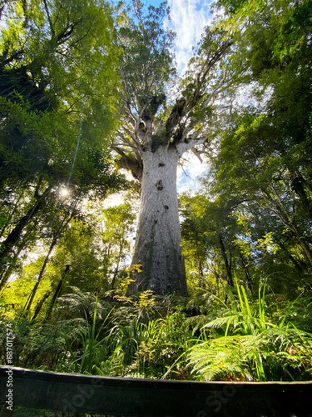 Fototapeta A big Tane Mahuta,Agathis australis tree in Waipoua
forest in north island of New Zealand