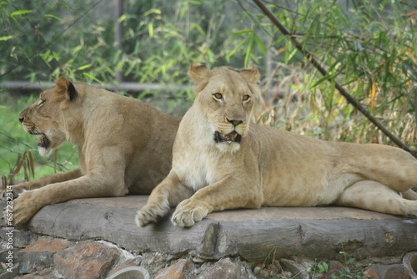 Fototapeta lion and lioness