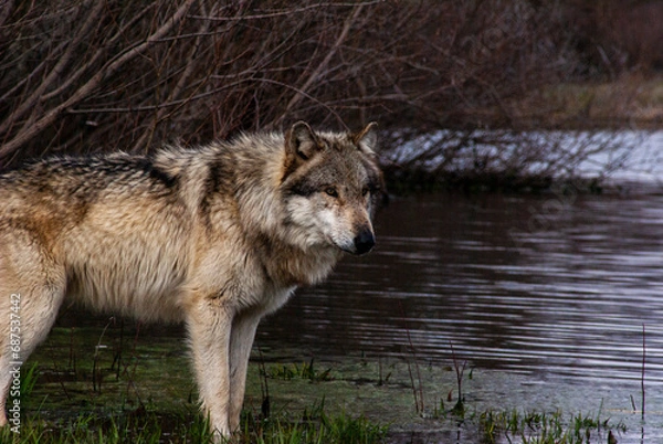 Fototapeta Wolf on the water