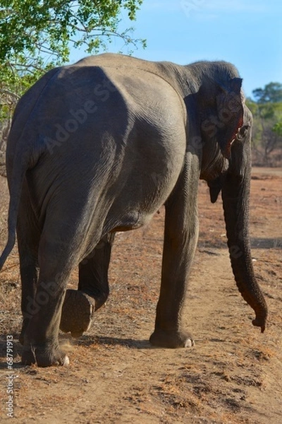 Fototapeta éléphant sri lanka yala