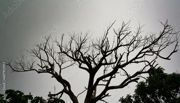 Obraz dead tree on background for accompanying horror content