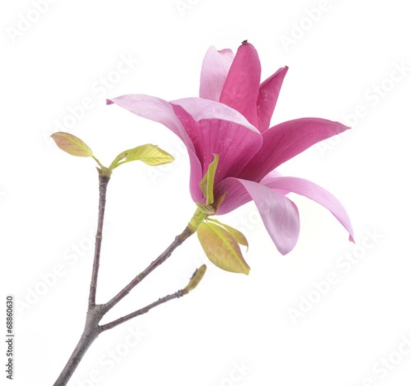 Fototapeta Pink magnolia flowers isolated on white background