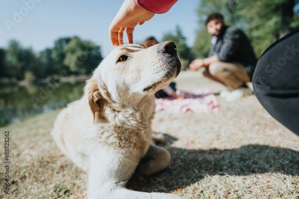 Fototapeta Young friends and their playful dogs enjoying nature in a city park. Their carefree attitude and joyful connection brings positive energy to their relaxing weekend activity.