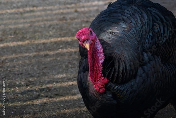 Fototapeta Domestic Turkey (Meleagris gallopavo domesticus)