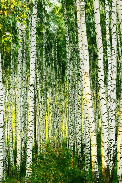 Fototapeta forest birch