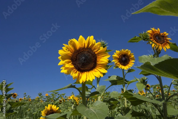 Fototapeta Yellow sunflowers against blue sky