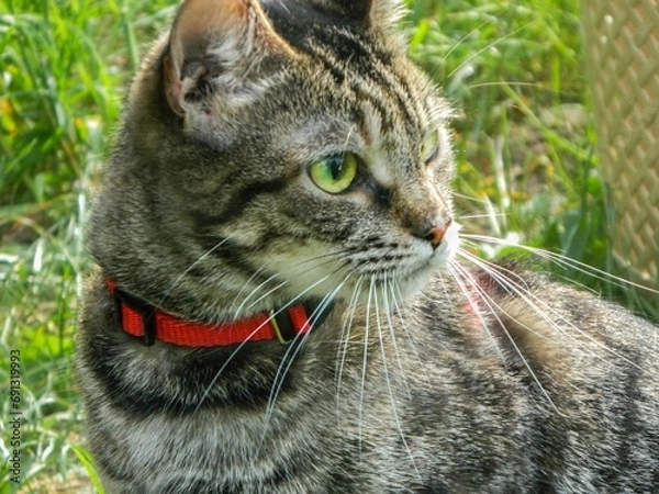 Fototapeta Tabby cat lies on a cardboard scratching post and looks into the camera.