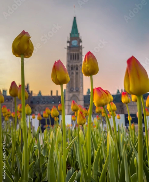 Fototapeta Yellow and red tulips on Parliament Hill at dawn, with the Peace Tower in the background, Ottawa, Ontario, Canada. Photo taken during the Canadian Tulip Festival in May 2023.