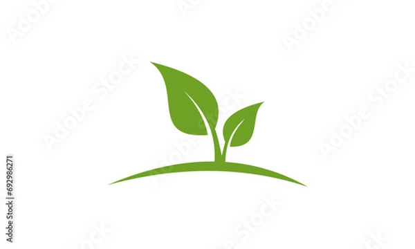 Fototapeta green plant isolated on white background