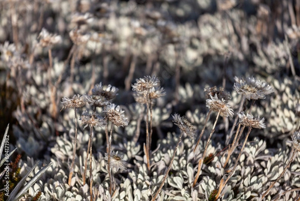 Fototapeta Alpine Wild Flowers, Kosciuszko National Park, NSW, Australia