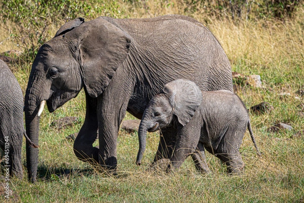 Fototapeta elephant in the savannah