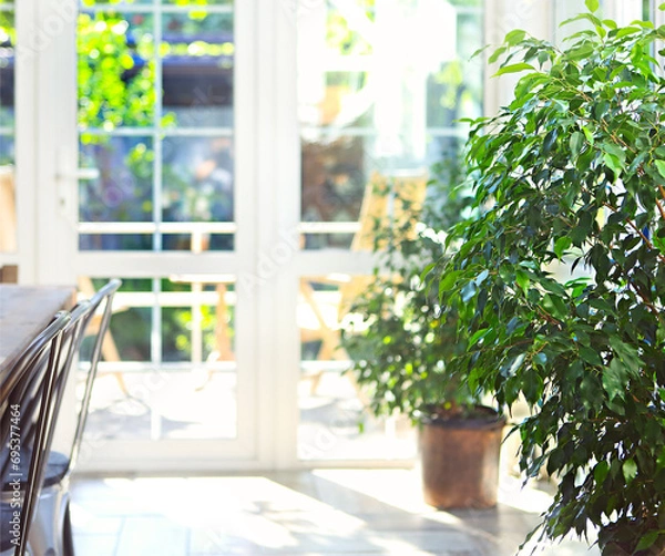 Fototapeta Green plant in dining room with terrace exit