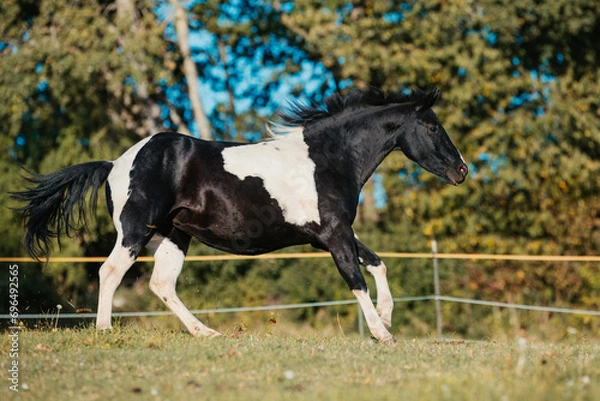 Fototapeta Quarter Horse Schecke