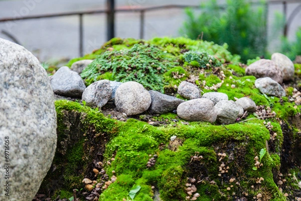 Fototapeta Stones and moss