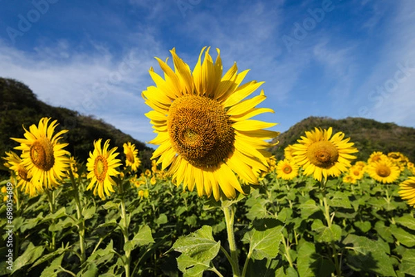 Fototapeta sunflower growing in field of sunflowers during a nice sunny winter day yellow sunflowers contrast with the blue sky in  farmer's garden in Asian natural background. 