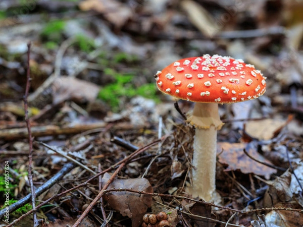 Fototapeta Wild Mushroom