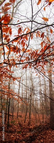 Fototapeta Winter forest on a foggy day, with fallen trees, bare branches, and a gloomy mood.  