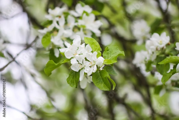 Fototapeta Apple trees in full bloom.