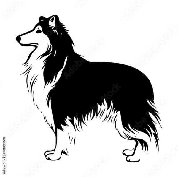 Fototapeta Standing Shetland Sheepdog Dog, Shetland Sheepdog Dog monochrome clip art. Vector illustration