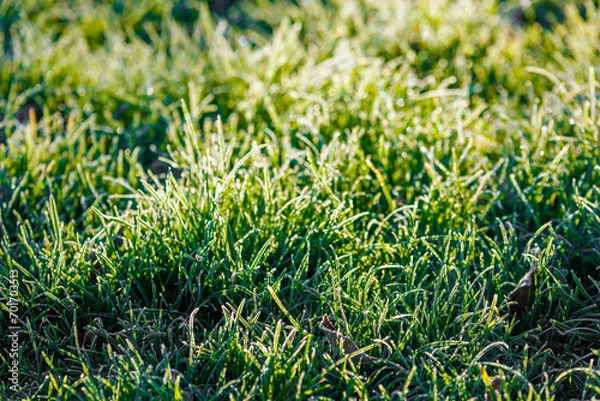 Fototapeta frosty green grass at morning closeup with selective focus and backlight.