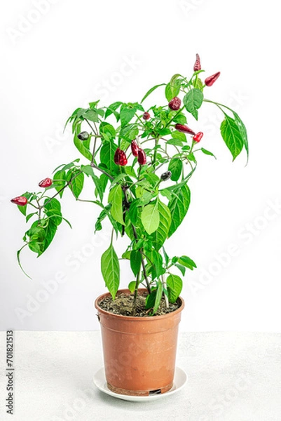 Fototapeta Blooming Bird's eye chili with ripe pepper fruits. Urban farm concept, plant grows on the windowsill