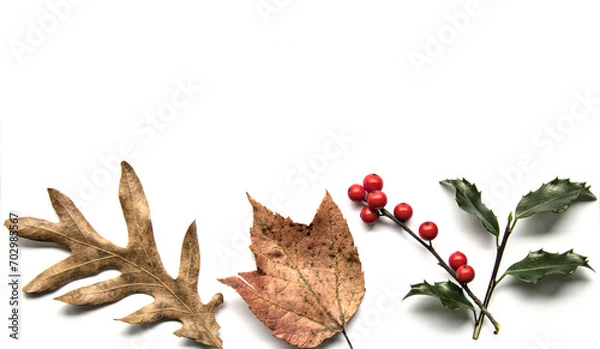 Obraz dry leaves and pine needles isolated on a white background (fall, winter, holiday theme graphic) maple, oak tree leaf, needle from fir (christmas tree) holly, winterberry, red berry, evergreen