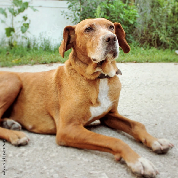 Fototapeta Dog