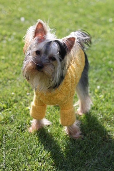 Fototapeta dog yorkshire