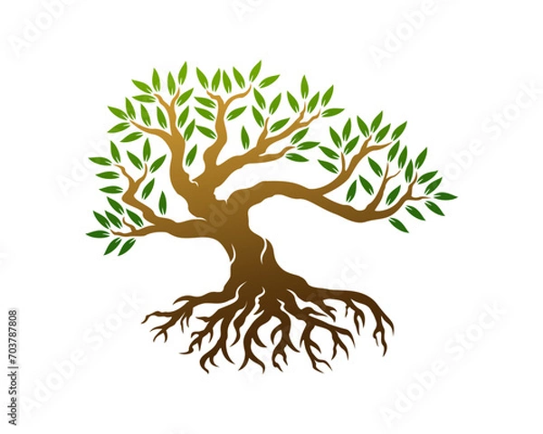 Fototapeta green tree with root logo