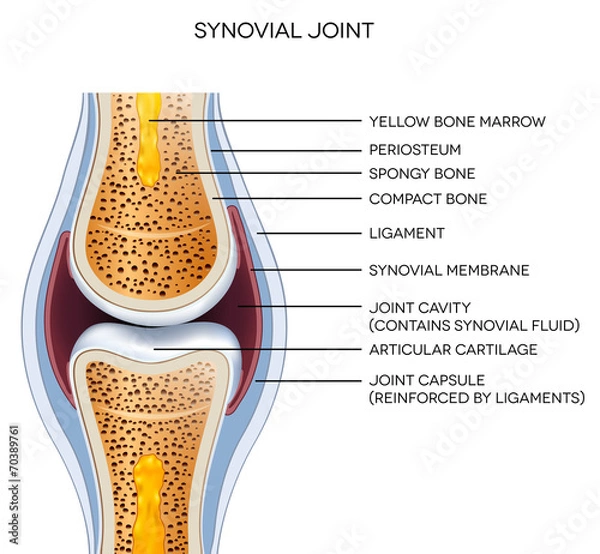 Fototapeta Oznaczona anatomia stawu. Ilustracja normalnego połączenia.